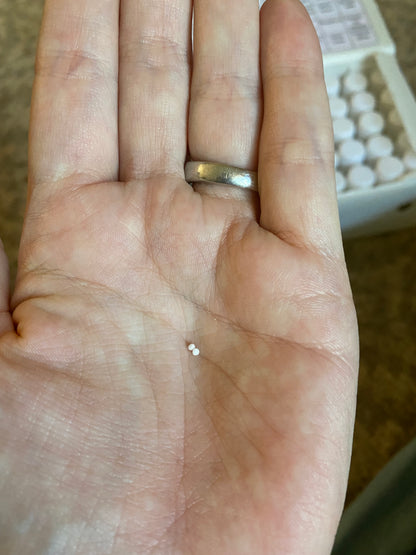 Bengal Allen homeopathy sugar pills in hand for size reference